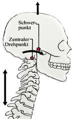 betitelt „Primärkontrolle“ – Bild eines Schädels von der Seite, der auf den 7 Halswirbeln balanciert, der Drehpunkt, hinter dem Ohr sowie der Schwerpunkt, vor dem Ohr sind eingezeichnet. Ein Pfeil markiert die Richtung in die der Kopf nicken würde, nach vorne, ein anderer Pfeil über dem Scheitel zeigt hinauf, hinter der Halswirbelsäule zeigt ein Pfeil sowohl nach oben wie nach unten.