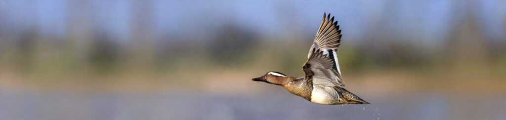 Ente fliegt